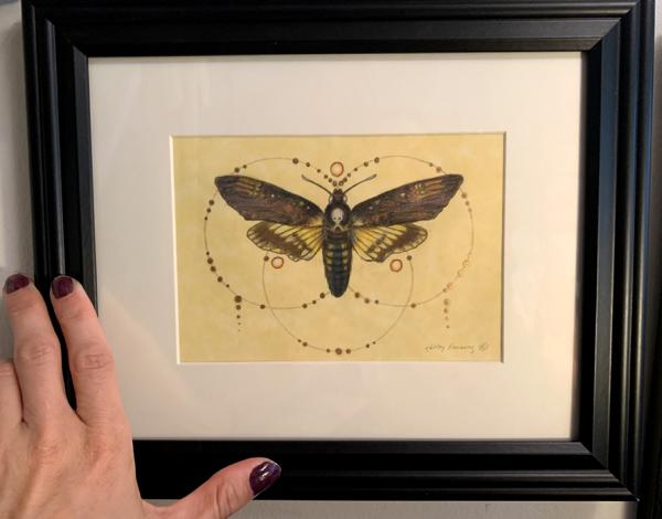 "Deaths-Head Moth", Small Original 5 x 7 Color Pencil Art picture