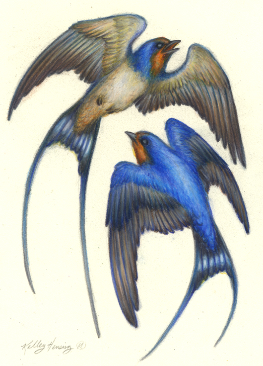 Swallows, 5x7 original framed art picture