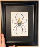 “Golden Silk Orb Weaver" #2, original color pencils, 4.5 x 6.5