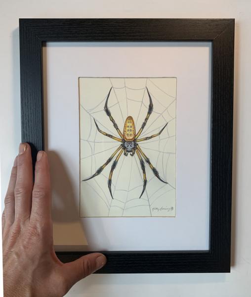 "Orb Weaver Spider", Small Original 5 x 7 Color Pencil Art picture