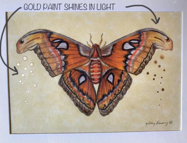 "Atlas Moth", Small Original Color Pencil Art picture