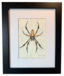 "Orb Weaver Spider", Small Original 5 x 7 Color Pencil Art