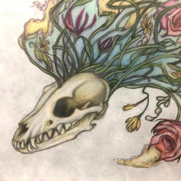 SALE (*imperfect frame) Flowerhawk Fox Skull, Original Color Pencil Drawing picture