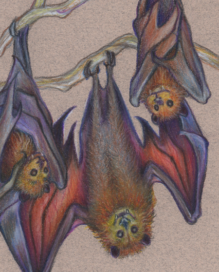 “Hang In There" Fruit Bats #1, original color pencils, 4.5x6.5 picture