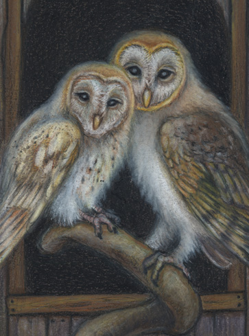 "Barn Owls", Small Original 5 x 7 Color Pencil Art picture