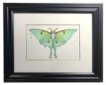 Luna Moth with gold eyes, #5, original 5x7 art, plus mat with frame
