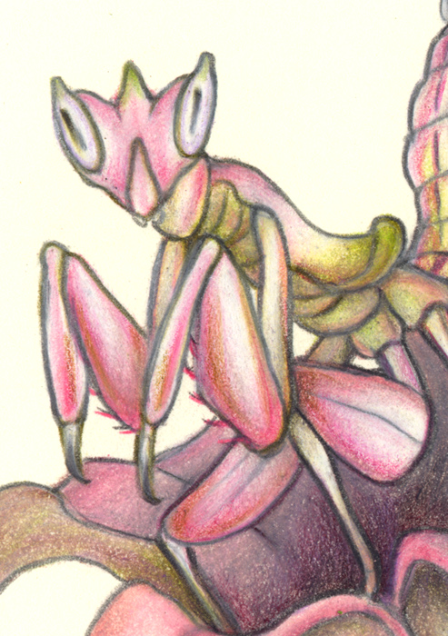 "Orchid Mantis", Small Original 5 x 7 Color Pencil Art picture