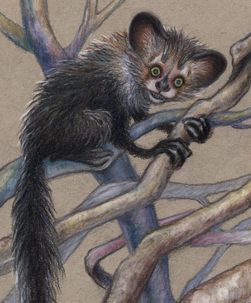 “Aye-Aye in the Trees", original color pencils, 4.5 x 6.5 picture