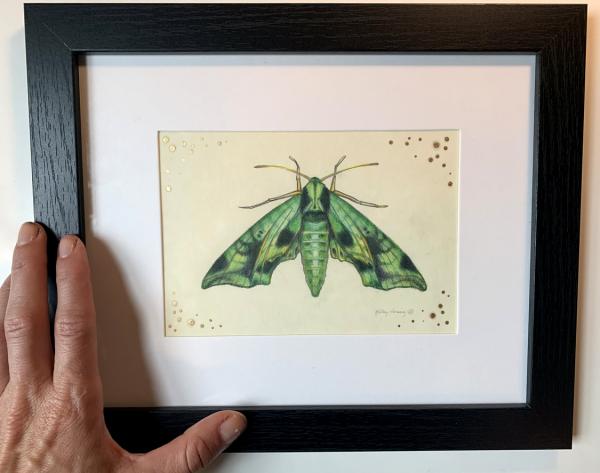 "Sphinx Moth", Small Original Color Pencil Art picture