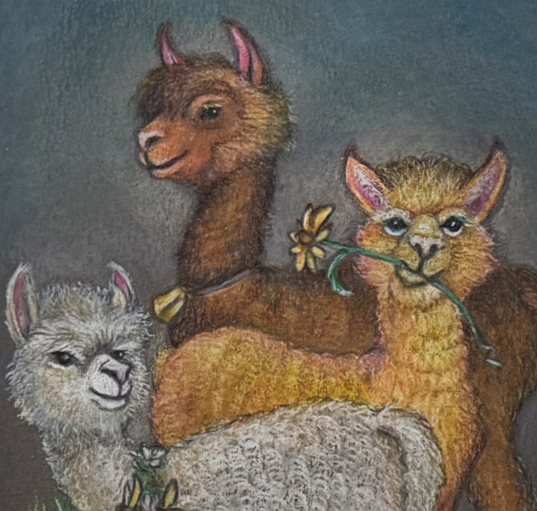 “Alpaca Friends Trio", Original Art, color pencils on gray paper, 4.5 x 6.5 picture