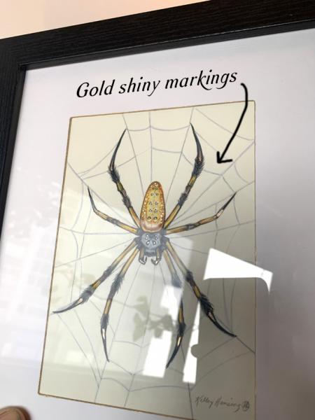 "Orb Weaver Spider", Small Original 5 x 7 Color Pencil Art picture