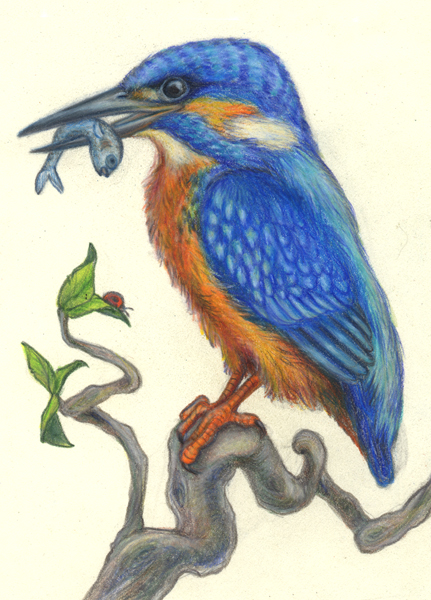 Kingfisher, 5x7 original framed art picture