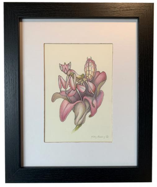 "Orchid Mantis", Small Original 5 x 7 Color Pencil Art picture