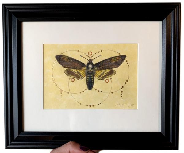 "Deaths-Head Moth", Small Original 5 x 7 Color Pencil Art picture