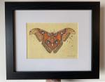 "Atlas Moth", Small Original Color Pencil Art
