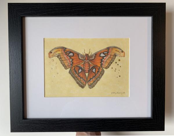 "Atlas Moth", Small Original Color Pencil Art picture