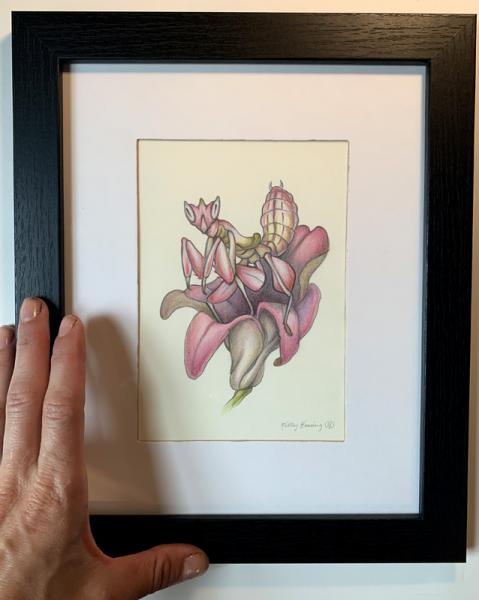 "Orchid Mantis", Small Original 5 x 7 Color Pencil Art picture