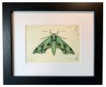 "Sphinx Moth", Small Original Color Pencil Art