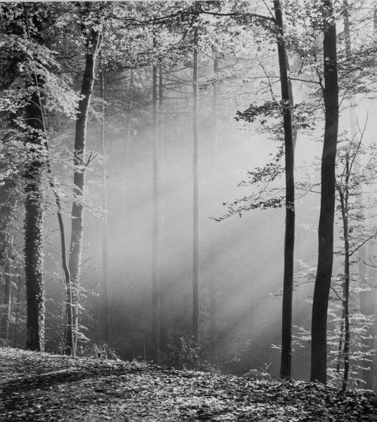 Herdern Forest in Fall #2, Freiburg, Germany picture