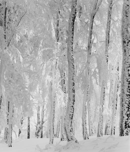 On Schauinsland Mountain, Black Forest, Germany picture