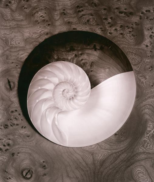 Nautilus