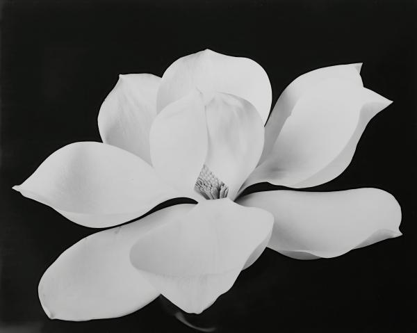 Magnolia Blossom #1