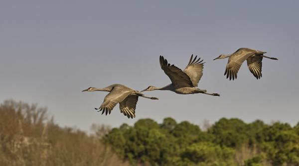 Sandhill Cranes, Wheeler NWR, AL