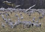 Sandhill Cranes Coming In, Wheeler NWR, AL