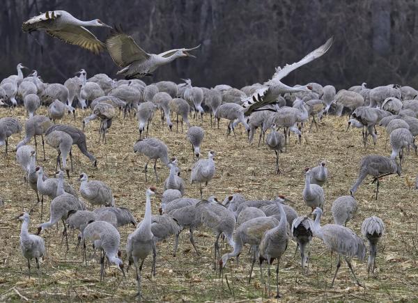 Sandhill Cranes Coming In, Wheeler NWR, AL picture