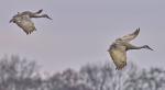 Two Sandhill Cranes in Flight, Wheeler NWR, Decatur, AL