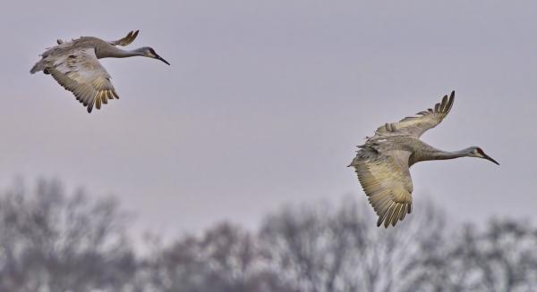 Two Sandhill Cranes in Flight, Wheeler NWR, Decatur, AL picture