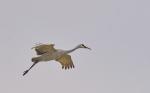 Sandhill Crane, Wheeler NWR, AL