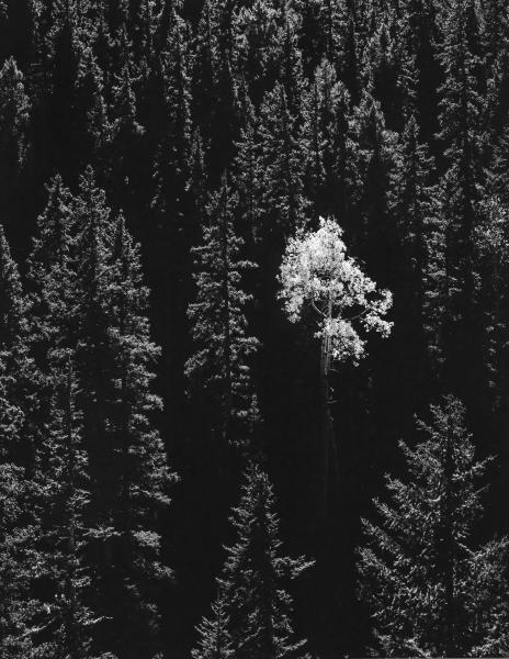 Lone Aspen, Road 134, Cabresto Creek, Carson NF, NM picture