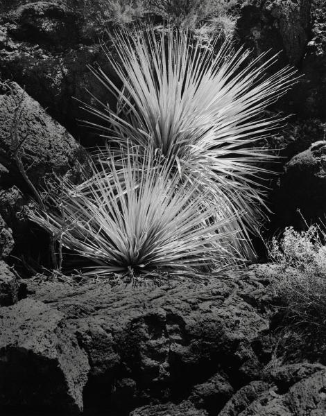 Yucca, Valley of Fire, NM