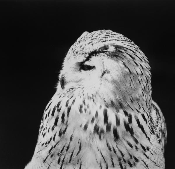 Western Siberian Eagle Owl