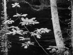 Bigleaf Magnolia, Sipsey Wilderness, AL