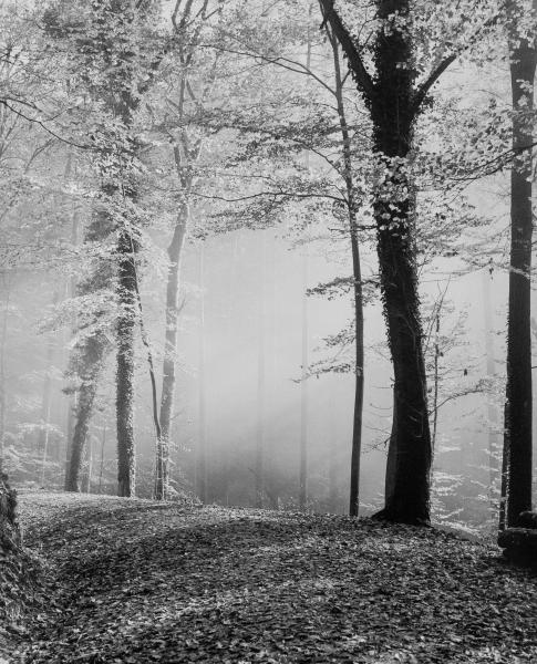 Herdern Forest in Fall #1, Freiburg, Germany picture