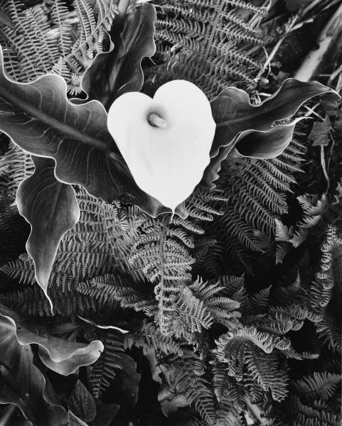 Wild Calla, Garrapatta Canyon, CA picture