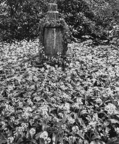 Wood Garlic, Old Cemetery, Freiburg, Germany picture