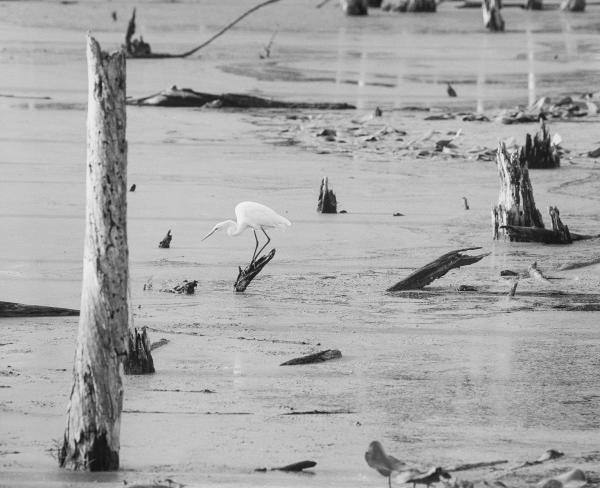 Great White Egret, Huntsville, AL