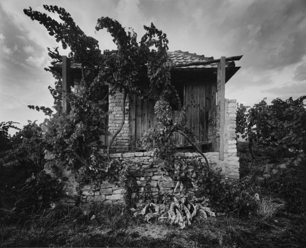 Enchanted Vineyard, Badenweiler Römerberg, Germany picture