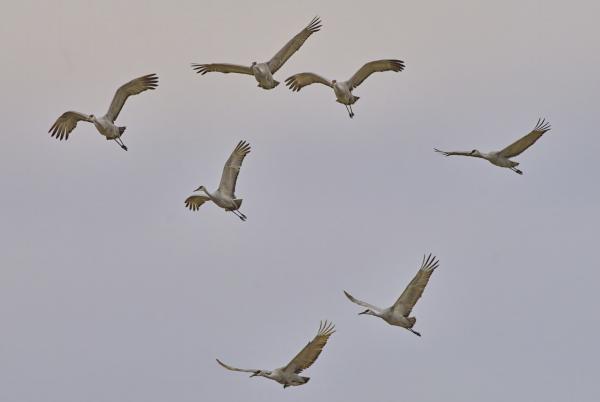 Seven Sandhill Cranes, Wheeler NWR, AL