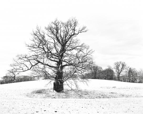 "Hudeeiche" (pasture oak), Hohen Demzin, Germany picture