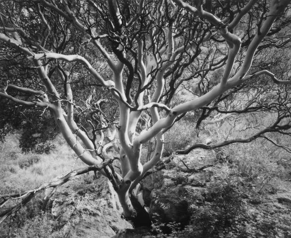 Texas Madrone, Guadalupe Mountains NP, TX