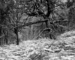Black Wood of Rannoch, Perthshire, Scotland