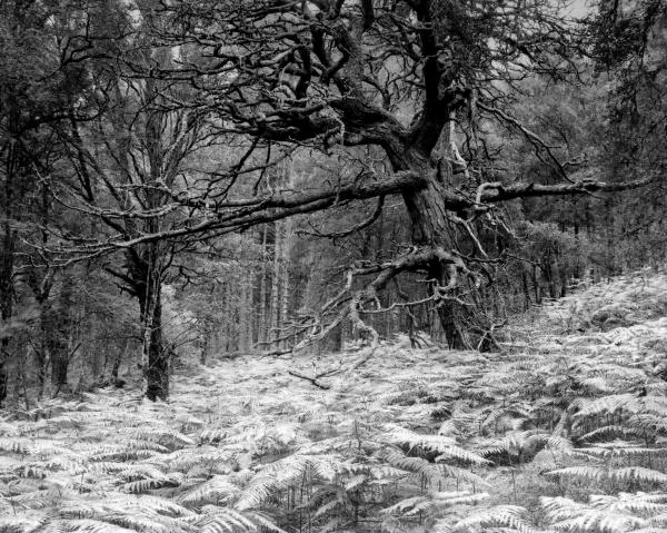 Black Wood of Rannoch, Perthshire, Scotland picture