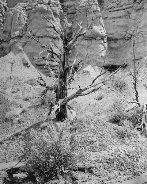 Twisted Juniper Skeleton, Kodachrome Basin State Park, UT picture