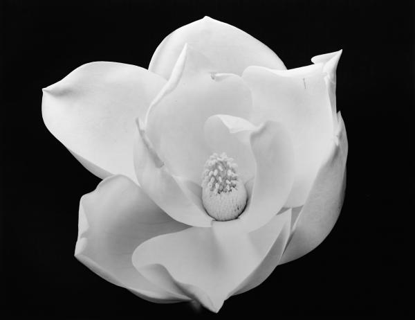 Magnolia Blossom #4