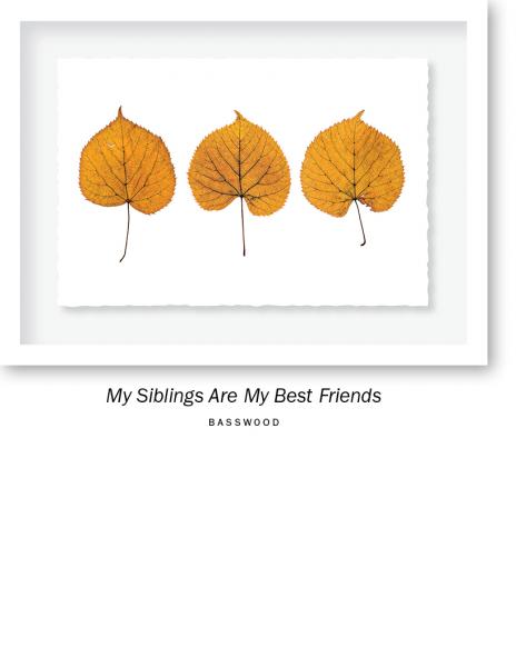 12x16 in. ELDERY LEAVES picture