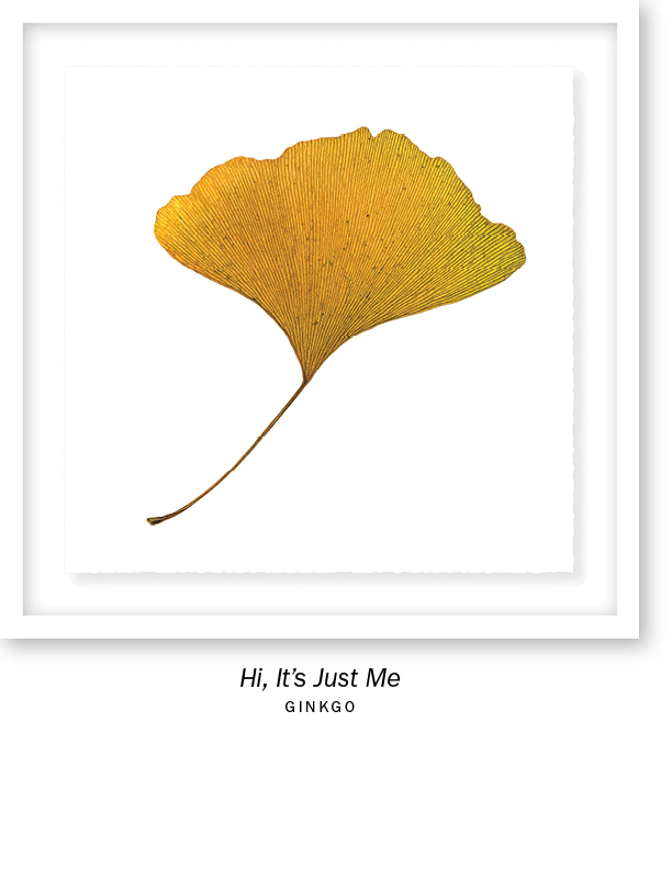 16x16, 20x20 and 25x25in. ELDERLY LEAVES picture